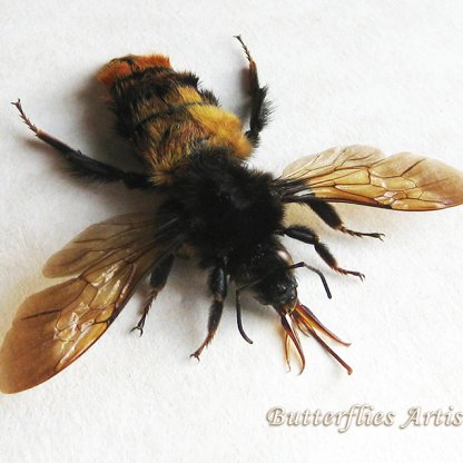 Rare Bombus Species Giant Rufous Bumblebee Real Framed Entomology Shadowbox