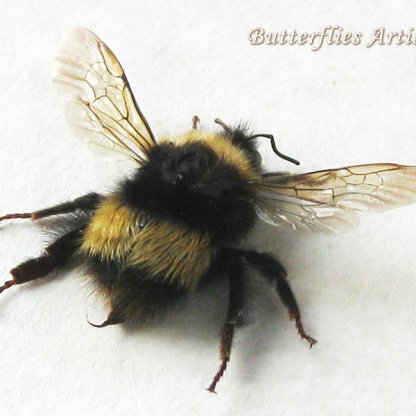 Bombus Terrestris Real Large Buff-tailed Bumblebee Framed Entomology Shadowbox