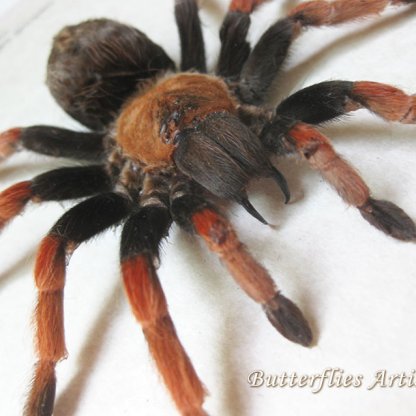 Brachypelma Boehmei Mexican Fireleg Tarantula Bird Eating Spider Framed Shadowbox