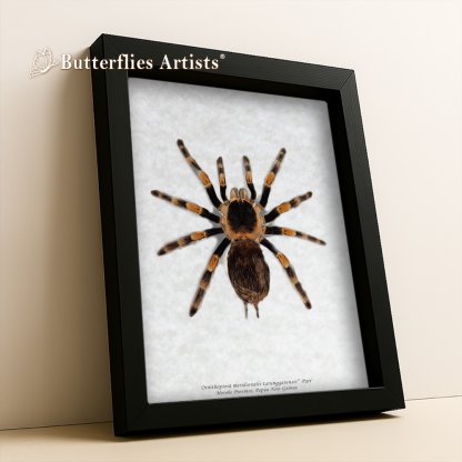 Brachypelma boehmei Mexican Fireleg tarantula framed entomology shadowbox display