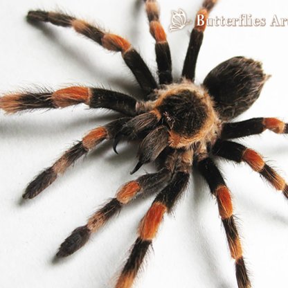 • Brachypelma Hamorii Mexican Redknee Tarantula Framed Entomology Shadowbox Display