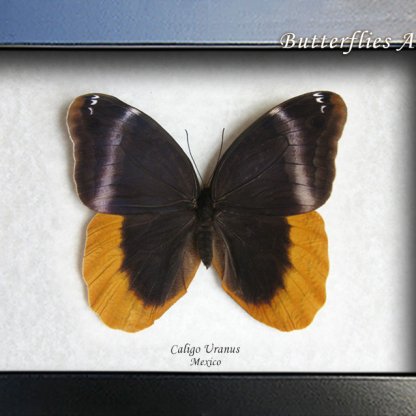 Caligo Uranus Gold Edged Owl Butterfly Entomology Collectible Framed Shadowbox