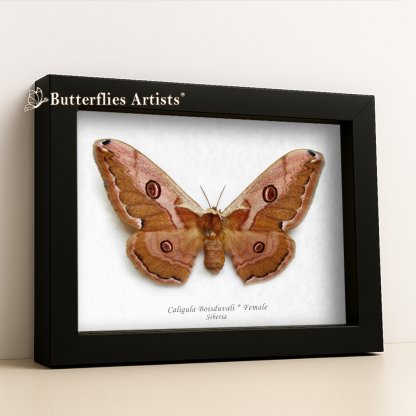 •Caligula Boisduvali Female Saturn Silkmoth Framed Entomology Shadowbox Display