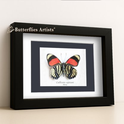•Callicore Cajetani Red & Black Tropical Butterfly Framed Entomology Shadowbox Display