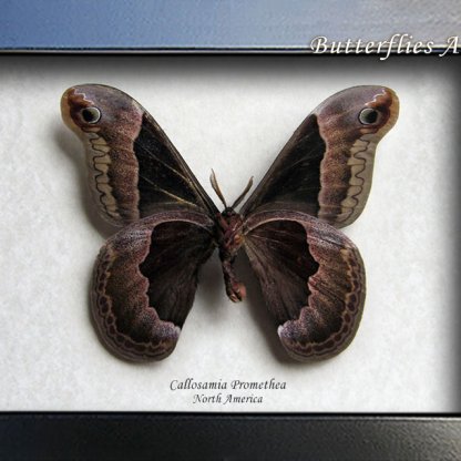 Callosamia Promethea Verso Real Silkmoth Framed Entomology Collectible Shadowbox