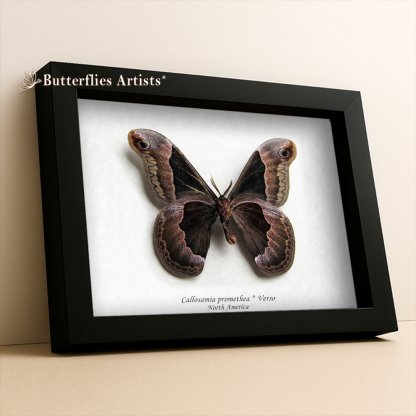 • Callosamia Promethea North America's Silkmoth Verso Framed Entomology Shadowbox Display