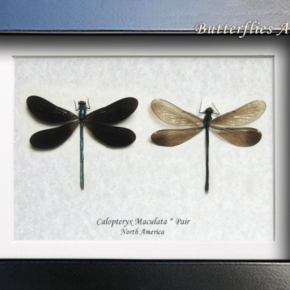 Calopteryx Maculata Pair Ebony Jewelwing Dragonflies Framed Entomology Shadowbox