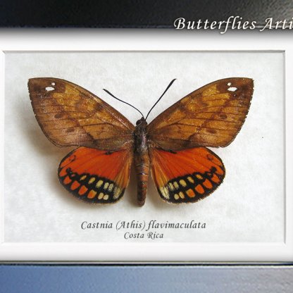 Castnia Athis Flavimaculata RARE Real Orange Moth Framed Entomology Shadowbox