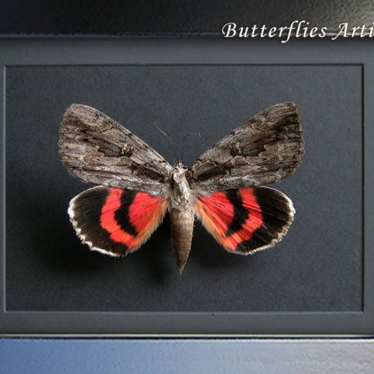 Catocala Аmatrix Sweetheart Underwing Real Moth Framed Entomology Shadowbox