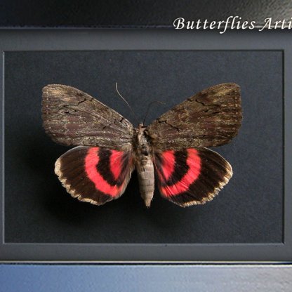 Catocala Cara Darling Underwing Real Moth Framed Entomology Shadowbox