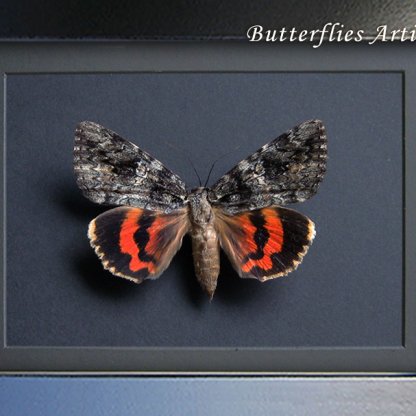 Catocala ilia Wife Underwing Real Moth Framed Entomology Shadowbox