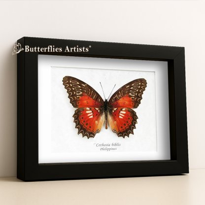 •Cethosia Biblis Picta Red Lacewing Butterfly Framed Entomology Shadowbox Display