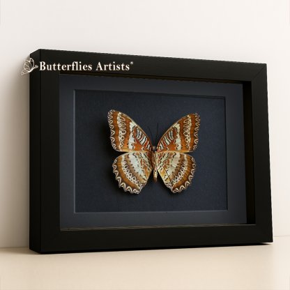 • Cethosia Biblis Picta Verso Red Lacewing High-Contrast Butterfly Framed Entomology Shadowbox