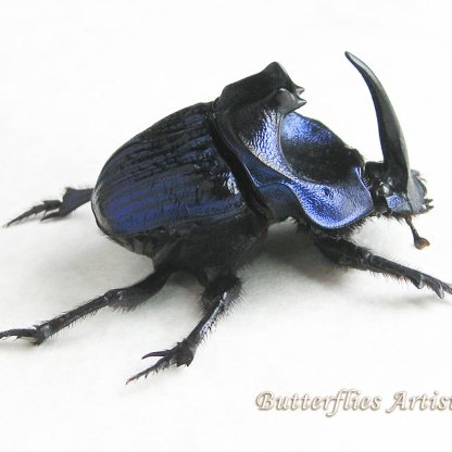 Coprophanaeus Мegaphanaeus Lancifer XL Huge Purple Scarab Beetle Framed Display