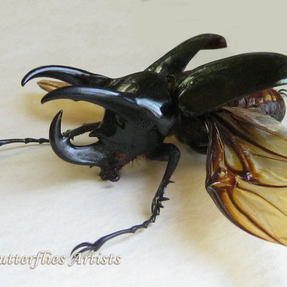 Chalcosoma Chiron Janssensi XXL Real Giant Beetle Framed Double Glass Display