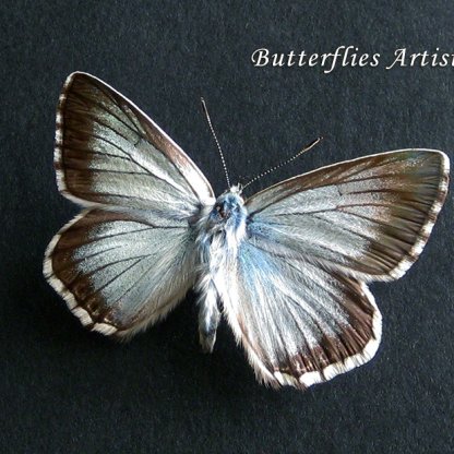 Chalk-hill Blue Polyommatus Coridon Real Butterfly Framed Entomology Shadowbox