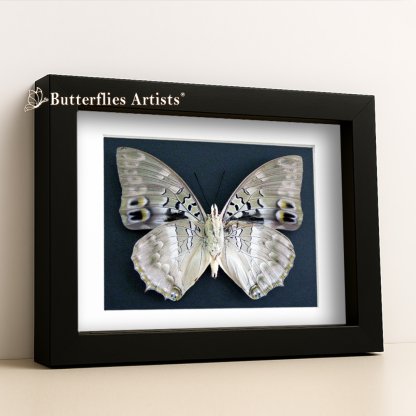 •Charaxes Ameliae Verso African Blue-Spotted Butterfly Framed Entomology Shadowbox Display