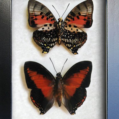 Charaxes Zingha Red Heart Real African Butterflies Framed Entomology Shadowbox