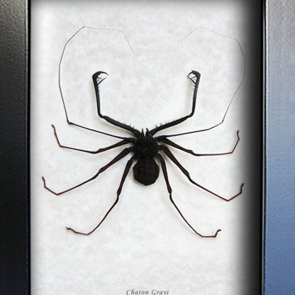 Charon Grayi Real Giant Whip Spider Framed Entomology Museum Quality Shadowbox