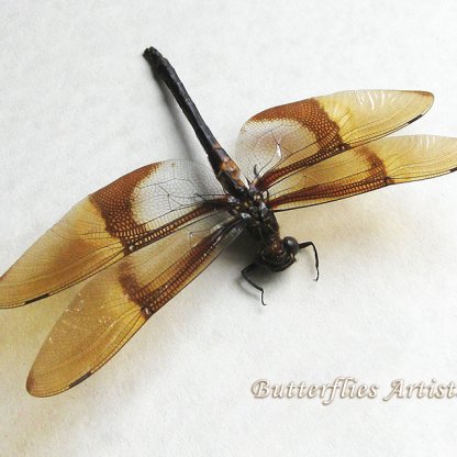 Chlorogomphus Magnificus Rare Giant Golden Dragonfly framed Entomology Shadowbox