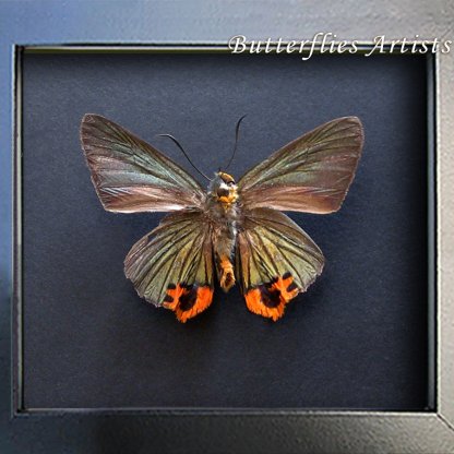 Choaspes Benjaminii Metallic Green Skipper Real Butterfly Framed Entomology Shadowbox