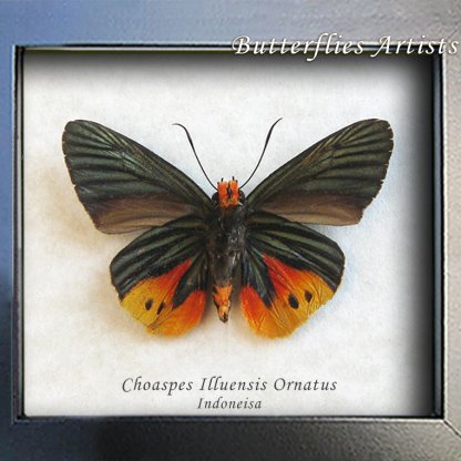 Choaspes illuensis Flame Tip Skipper Very Rare Butterfly Framed Entomology Shadowbox