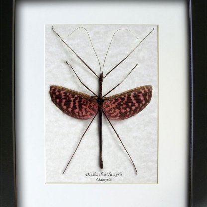 Chocolate Pink Diesbachia Tamyris Real Flying Stick Framed Entomology Shadowbox