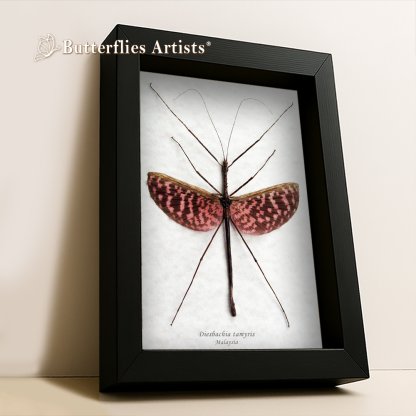 •Diesbachia Tamyris Tessellated Spiny Flying Stick Insect Framed Entomology Shadowbox Display