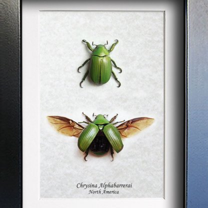 Chrysina Alphabarrerai Leaf Scarab  Real Beetles Set  Entomology Collectible Shadowbox