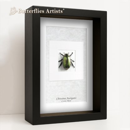 Chrysina aurigans – Golden Jewel Scarab Real Beetle Framed Entomology Shadowbox