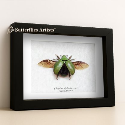 • Chrysina (Plusiotis) Alphabarrerai Green Leaf Jewel Scarab Framed Entomology Shadowbox Display