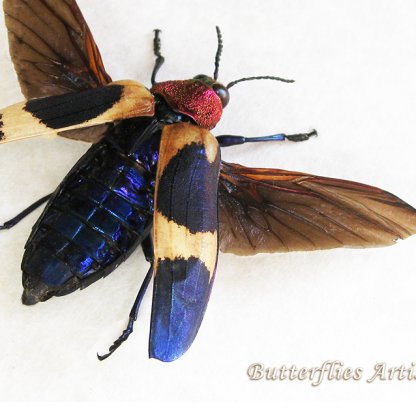 Chrysochroa Buqueti Rugicollis Purple Jewel Beetle Framed Entomology Shadowbox