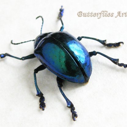 Chrysochus Species Metallic Green-blue Leaf-beetles Framed Entomology Shadowbox