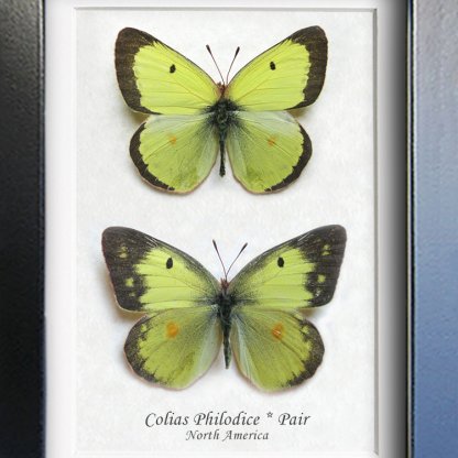 Clouded Sulphur Colias Philodice Pair Real Butterfly Framed Entomology Shadowbox