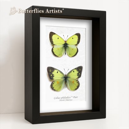 •Colias Philodice Pair Clouded Sulphur Butterflies Framed Entomology Shadowbox Display