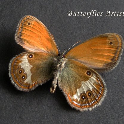Coenonympha Arcania Real Pearly Heath Butterfly Framed Taxidermy Shadowbox