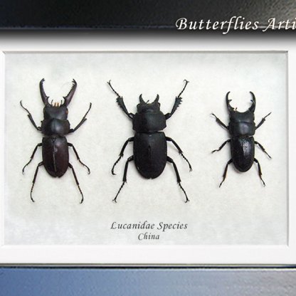 Collection Set Lucanidae Real Stag Beetles Framed Entomology Shadowbox