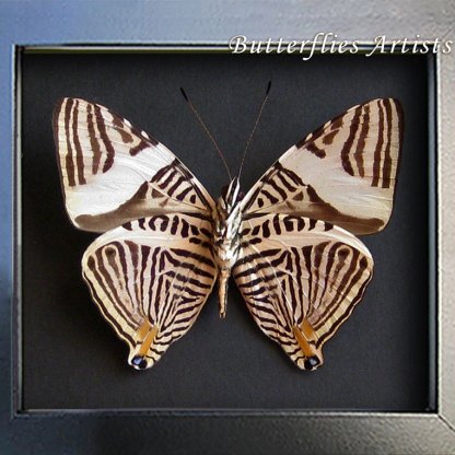 Colobura Dirce Zebra Mosaic Butterfly Framed Entomology Collectible Shadowbox