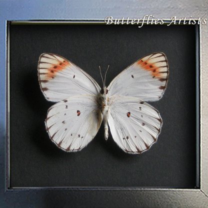 Colotis Danae Crimson Tip Real Butterfly Framed Entomology Collectible Shadowbox