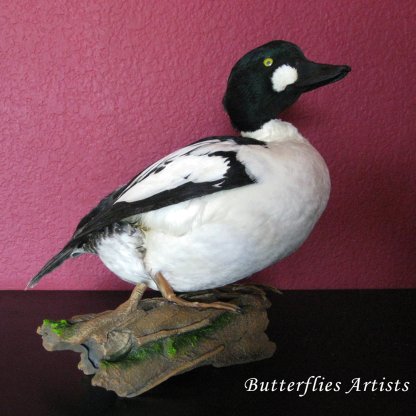Common Goldeneye Bucephala Clangula Real Stuffed Bird Mount Taxidermy Scientific Zoology
