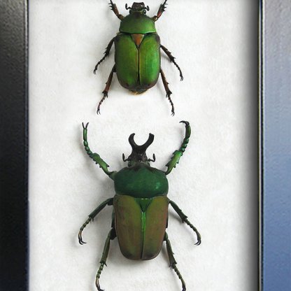 Compsocephalus Dmitriewi Pair RARE African Scarabs Framed Entomology Shadowbox