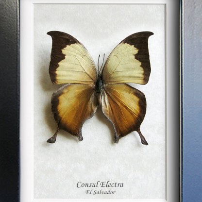 Consul Electra Rare Pearly Leafwing Real Butterfly Framed Entomology Shadowbox