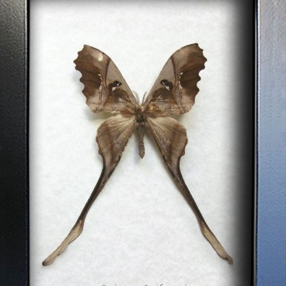 Copiopteryx Sonthonnaxi Male Rare Saturn Moth Framed Entomology Shadowbox