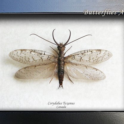 Corydalus Texanus XL Dobson Fly Monster Insect Real Framed Entomology Shadowbox