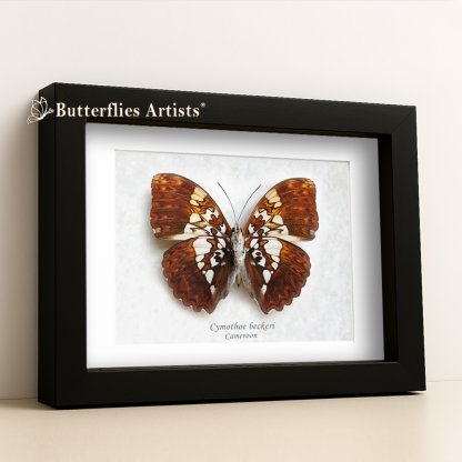 •Cymothoe Beckeri Verso Silver Spots Glider Butterfly Framed Entomology Shadowbox Display