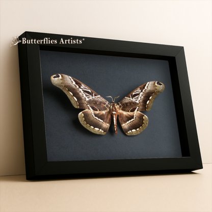 • Dactyloceras Lucina Large African Moth Brahmaeidae Framed Entomology Shadowbox Display