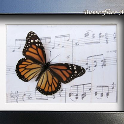 Danaus Plexippus Monarch Butterfly Vintage Music Paper Art Collectible Shadowbox