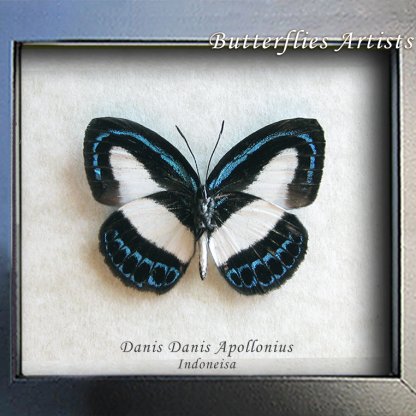 Danis Danis Apollonius Banded Blue Real Butterfly Framed Entomology Shadowbox
