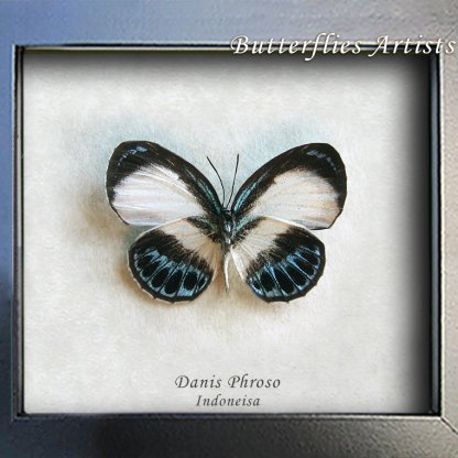 Danis Phroso Female Little Metallic Blue Real Butterfly Framed Entomology Shadowbox