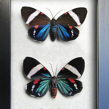 Day Flying Metallic Hypocrita Drucei Real Moths Set Entomology Collectible Shadowbox